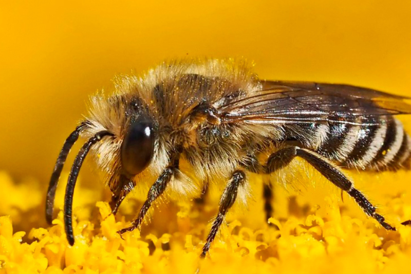 Inteligencia artificial e IoT para salvar a las abejas